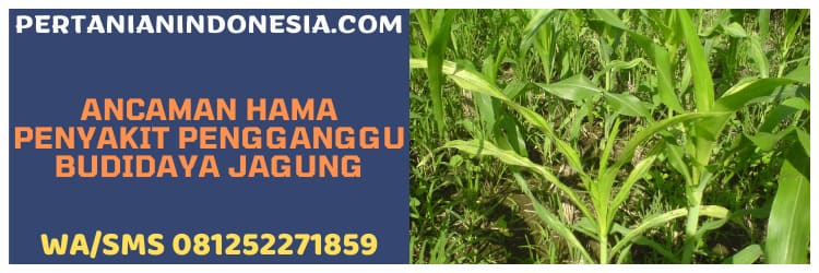 ancaman,hama,penyakit,budidaya jagung,tanaman,tanaman jagung